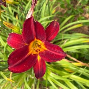 Meet your Posher, Landon